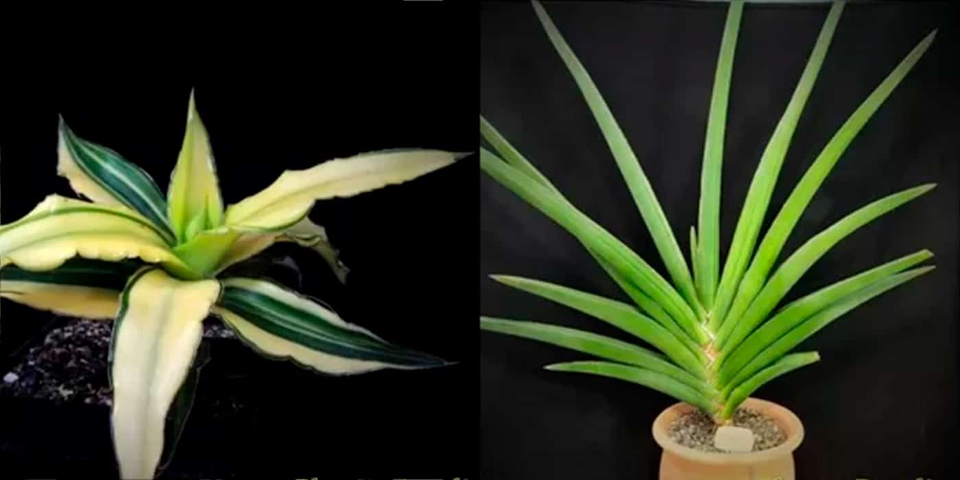 The Truth About Oxygen-Giving Plants