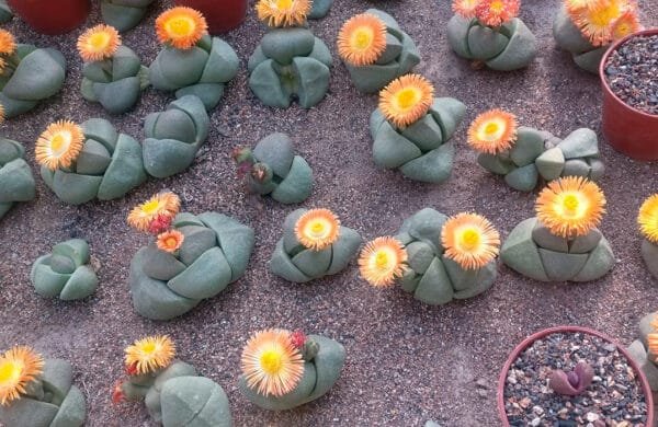 Boost your cacti and succulents with beneficial microbes.