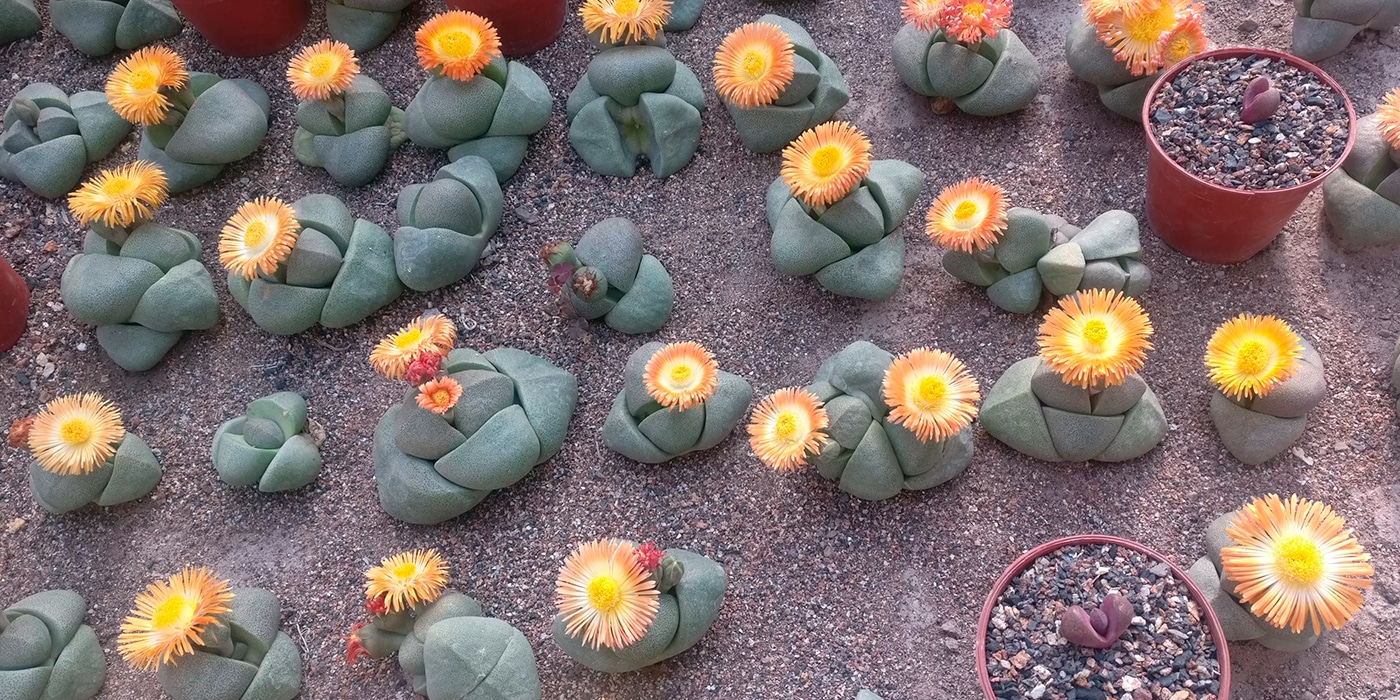 Boost your cacti and succulents with beneficial microbes.
