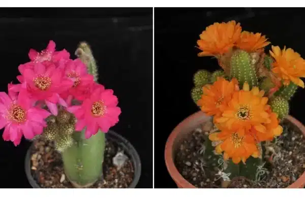 The Quest for the Best Cactus Growing Media