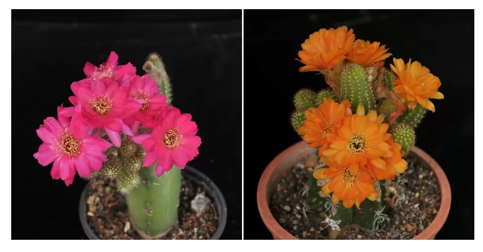 cactus-grafting