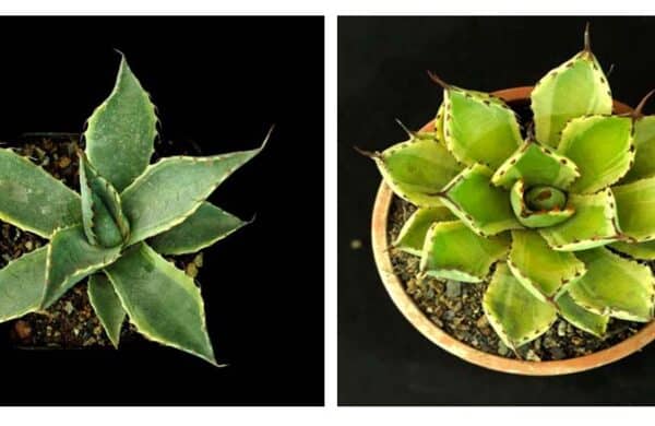 Two rare Agave plants