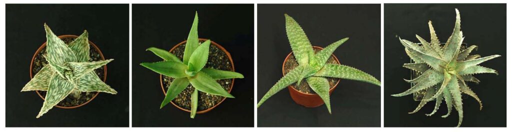 Aloe plants