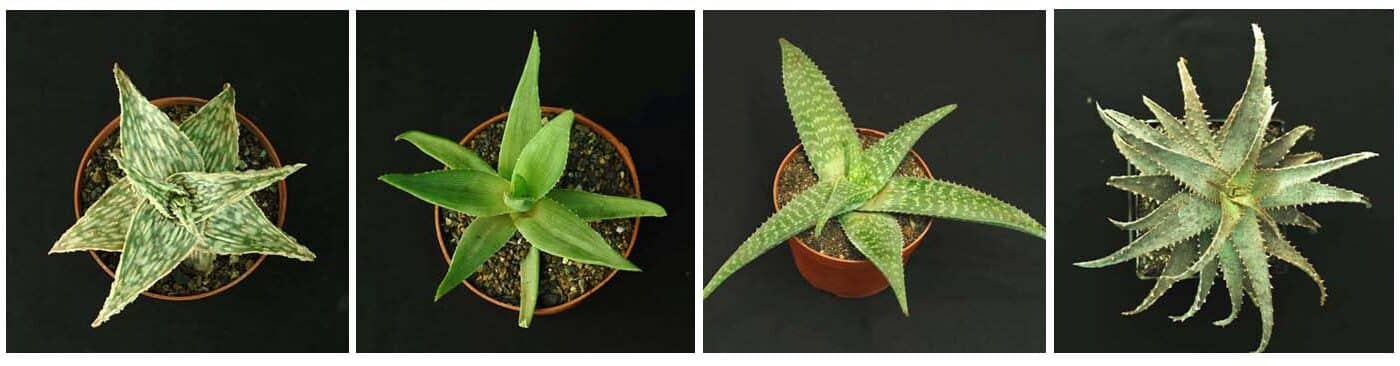 4 different Aloe plants