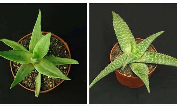 4 different Aloe plants