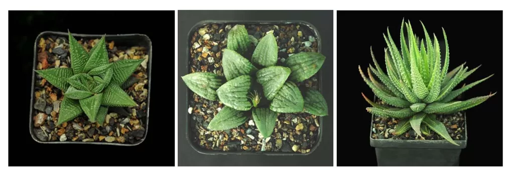 Haworthia plant