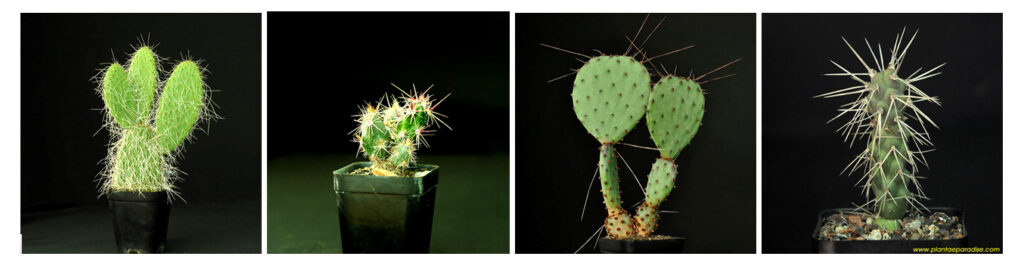 Opuntia plants