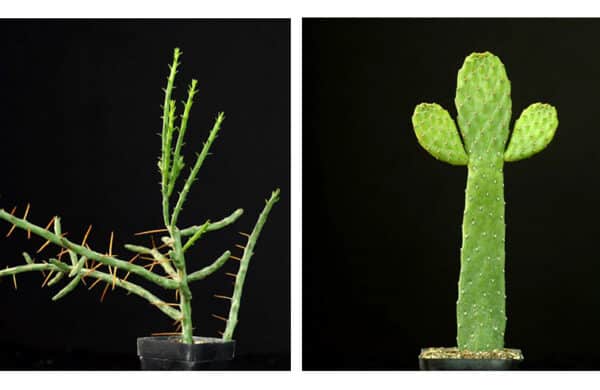 Two Different Varieties of Opuntia plant