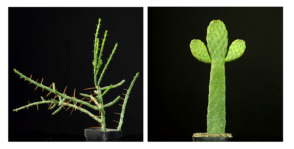 Opuntia plants
