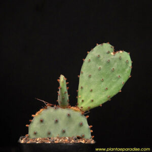 Opuntia plants