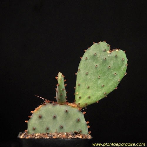 Opuntia-plants