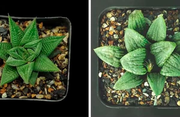 Hypnotising haworthias a gardeners guide