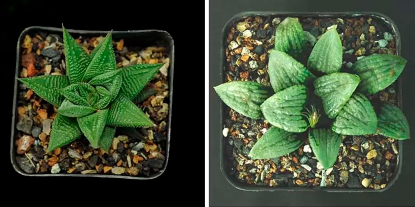 Hypnotising haworthias a gardeners guide