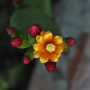 grafted-cactus
