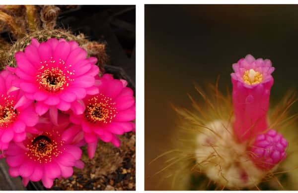 Beautiful Cactus and Succulents