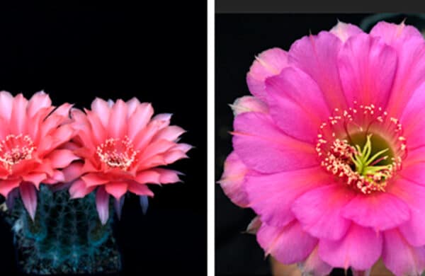 are-grafted-cactus-good