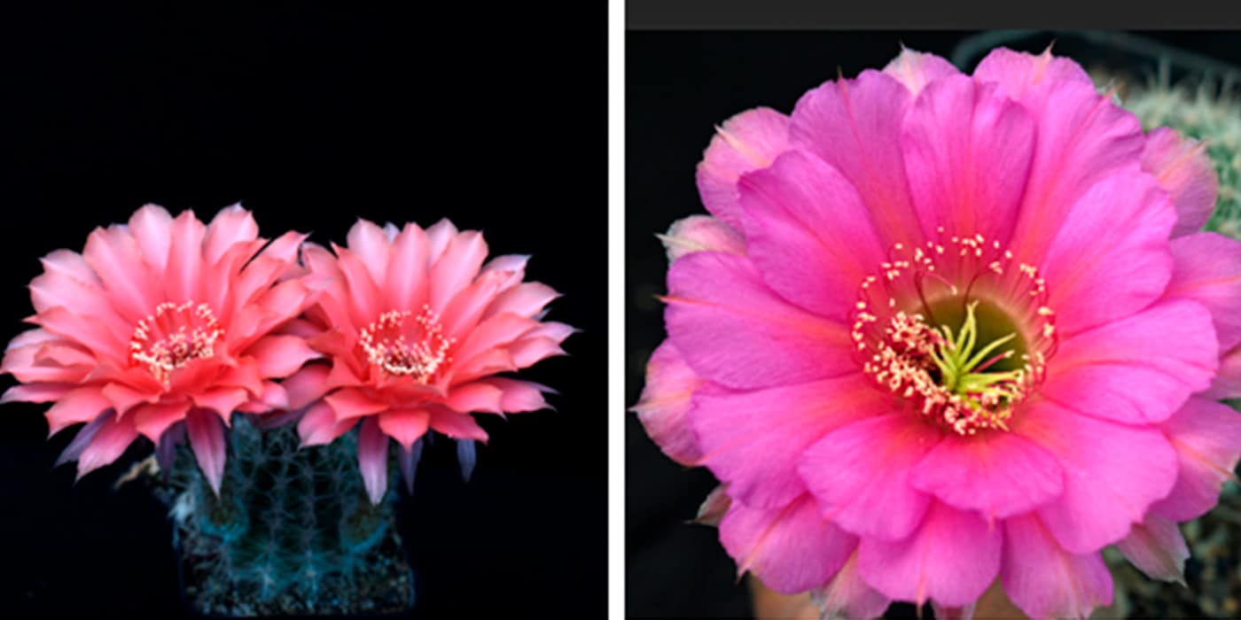 are-grafted-cactus-good