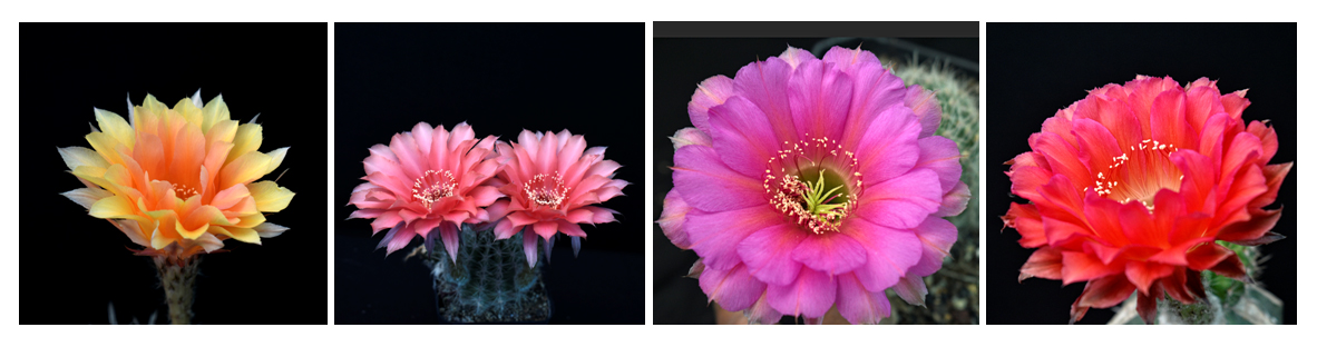 grafted-cactus