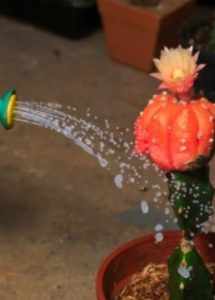 cactus care