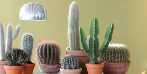 cactus care