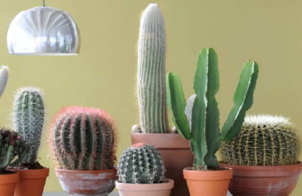 Cacti: Easy to Care for, Hard to Kill