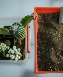cactus care