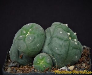 cacti  