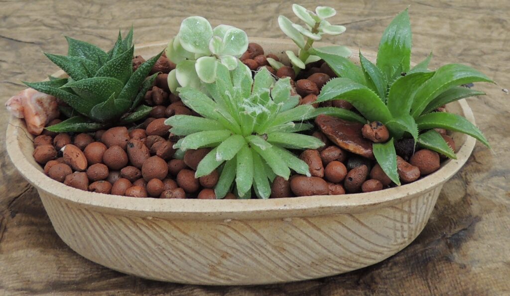 cactus-buy-online