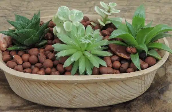 Buy Cactus Online
