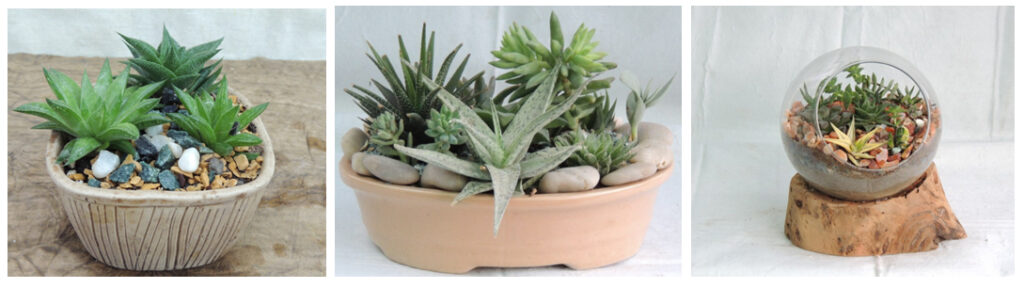cactus-buy-online