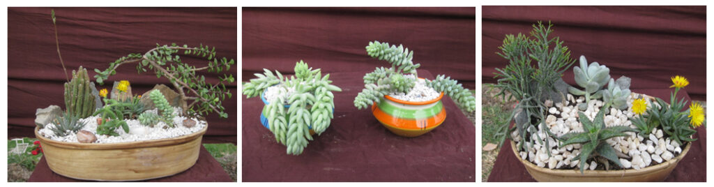 cactus-buy-online2
