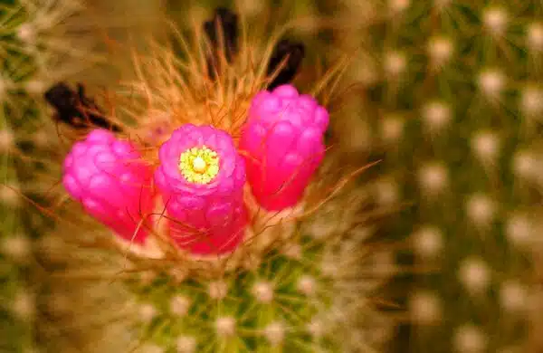 Myth Busting Cacti Debunking & Common Misconceptions
