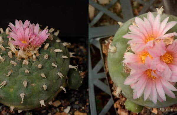 the-history-and-cultural-significance-of-cacti