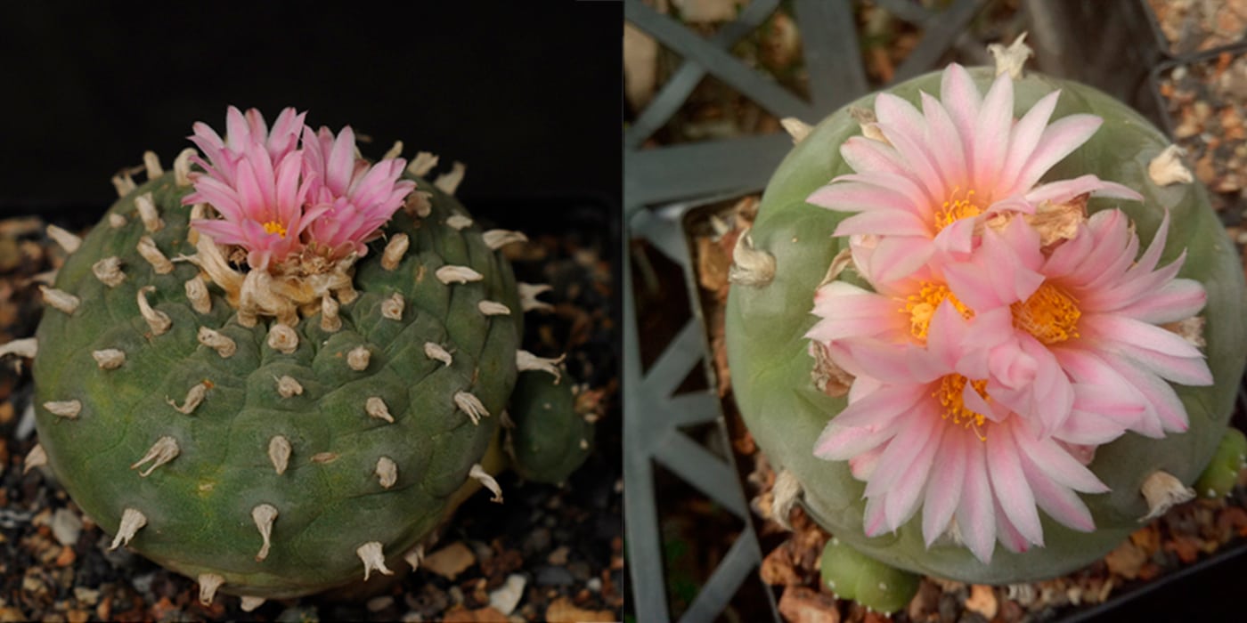 the-history-and-cultural-significance-of-cacti