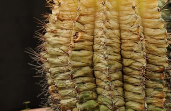 Troubleshooting Common Cactus Problems