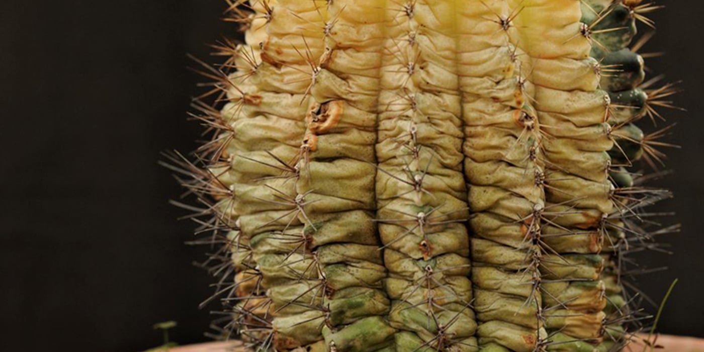 Troubleshooting Common Cactus Problems
