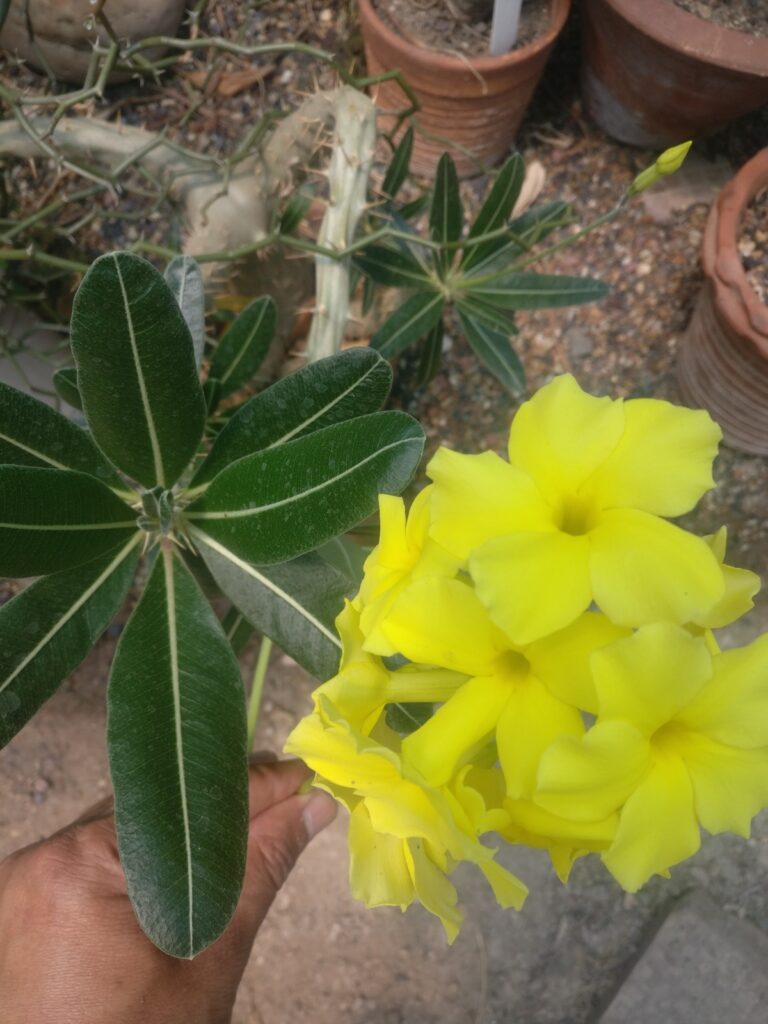 cactus and succulents