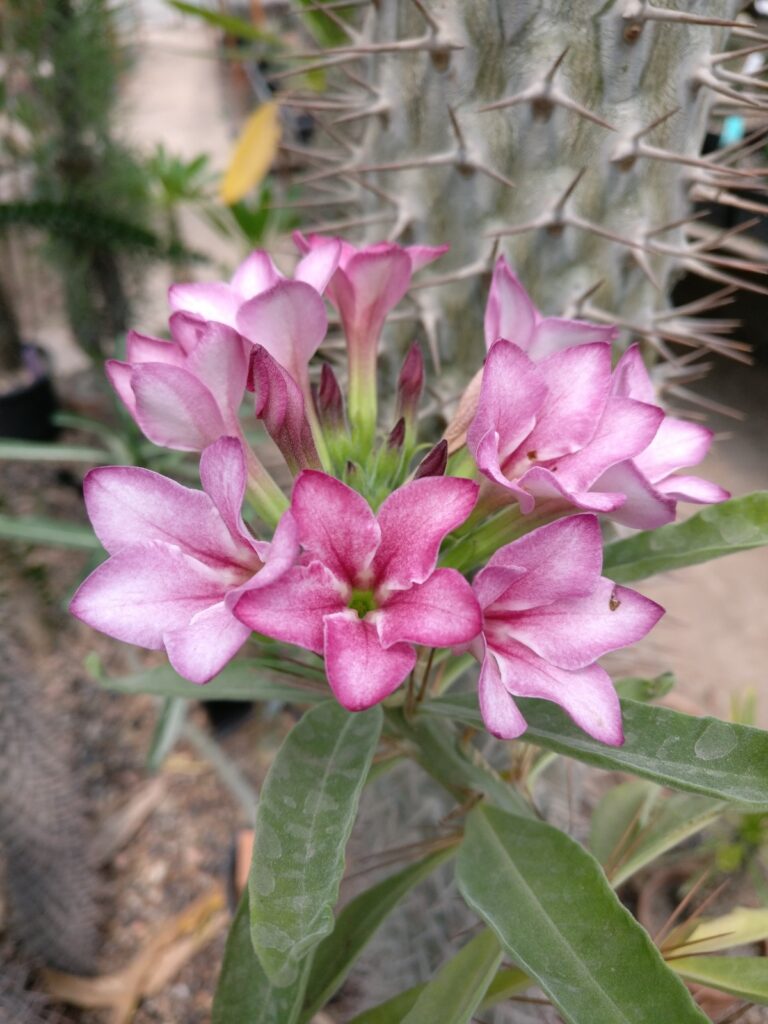 cactus and succulents