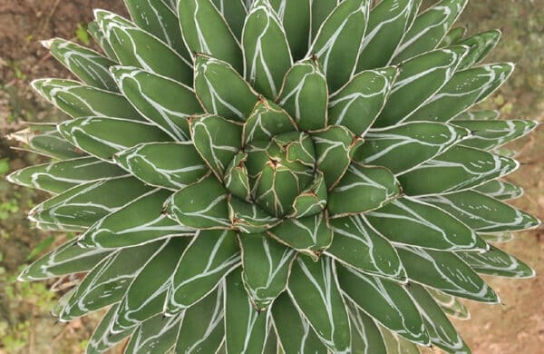 Agave Plant