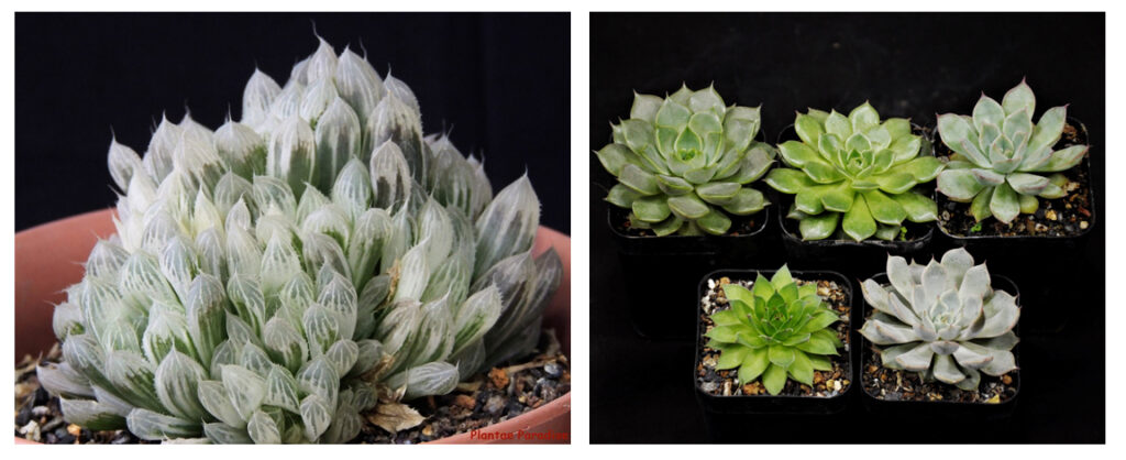 succulent-plants
