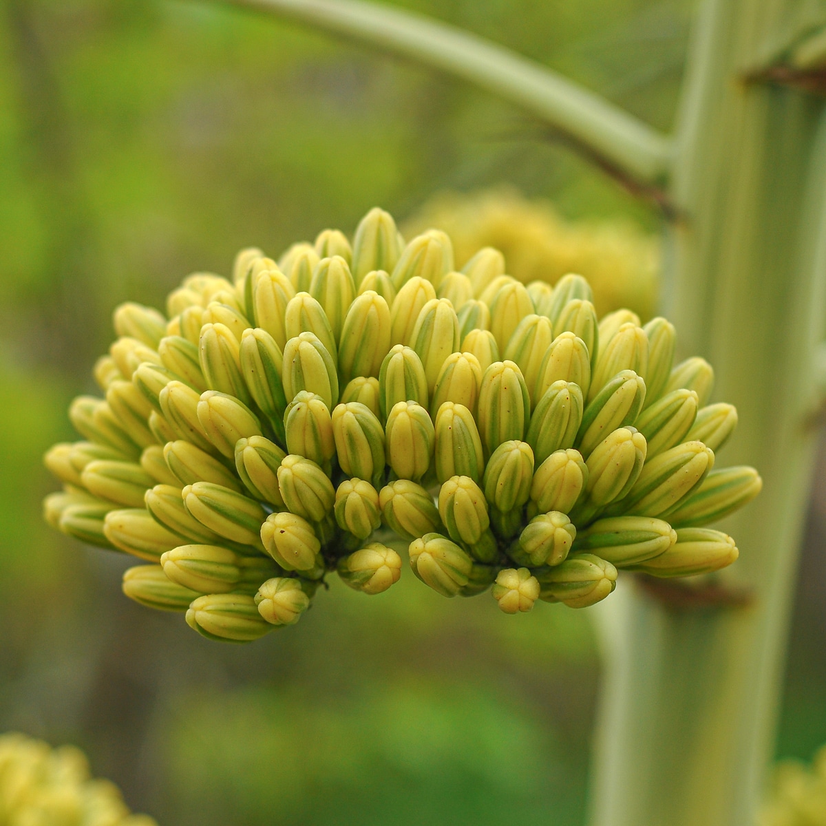 Agave Desmettiana Joe Hoak