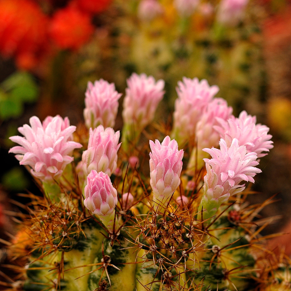 Gymnocalycium Variegated