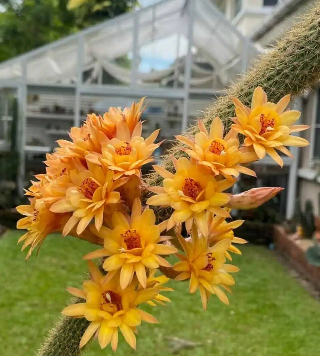 Hildewinteria Hybrid Humkes Klein Gelbe