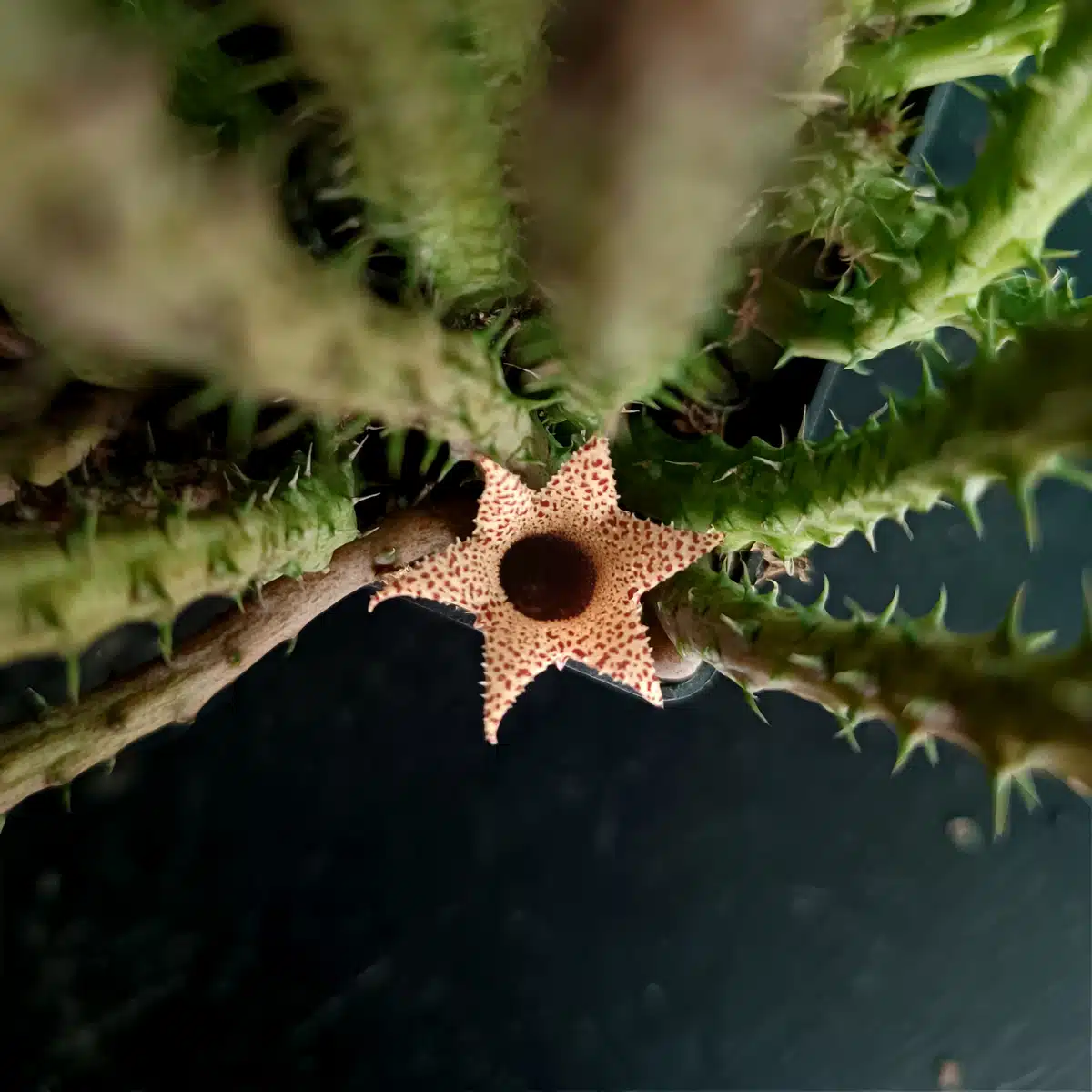 Stapelianthus Decaryi