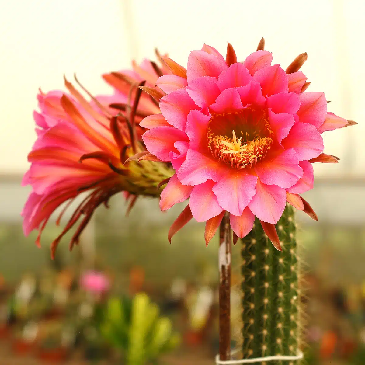 Trichocereus Hybrid Flying Dragon