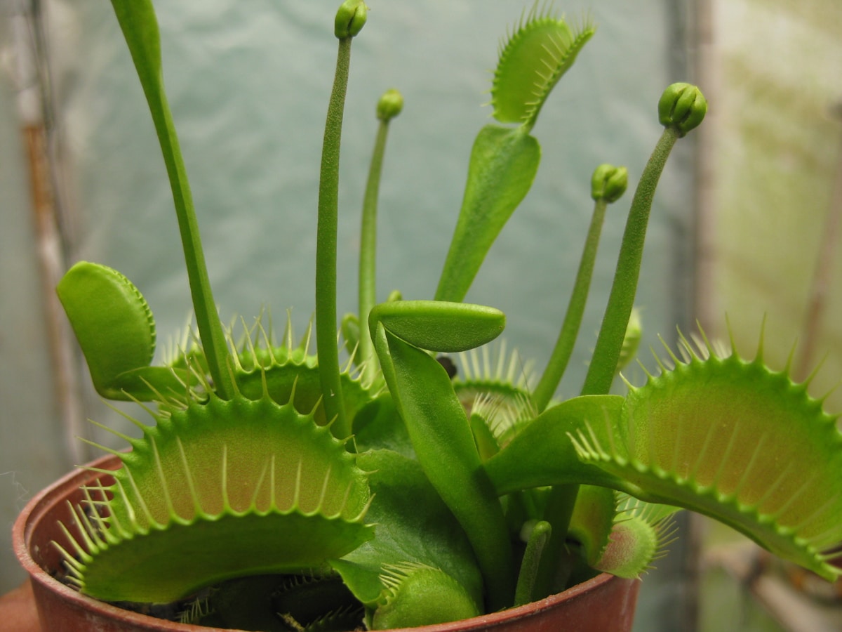 Venus Fly Trap