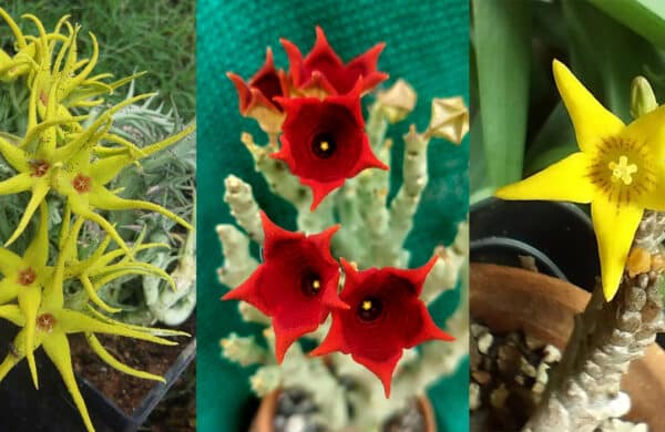 Stapelia Care Guide