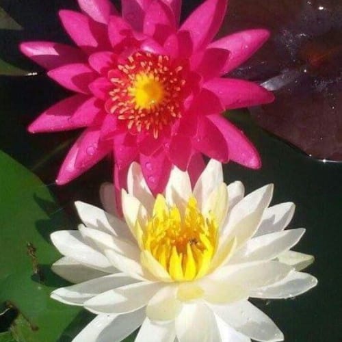 Foliage And Flowering