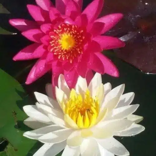 Foliage And Flowering