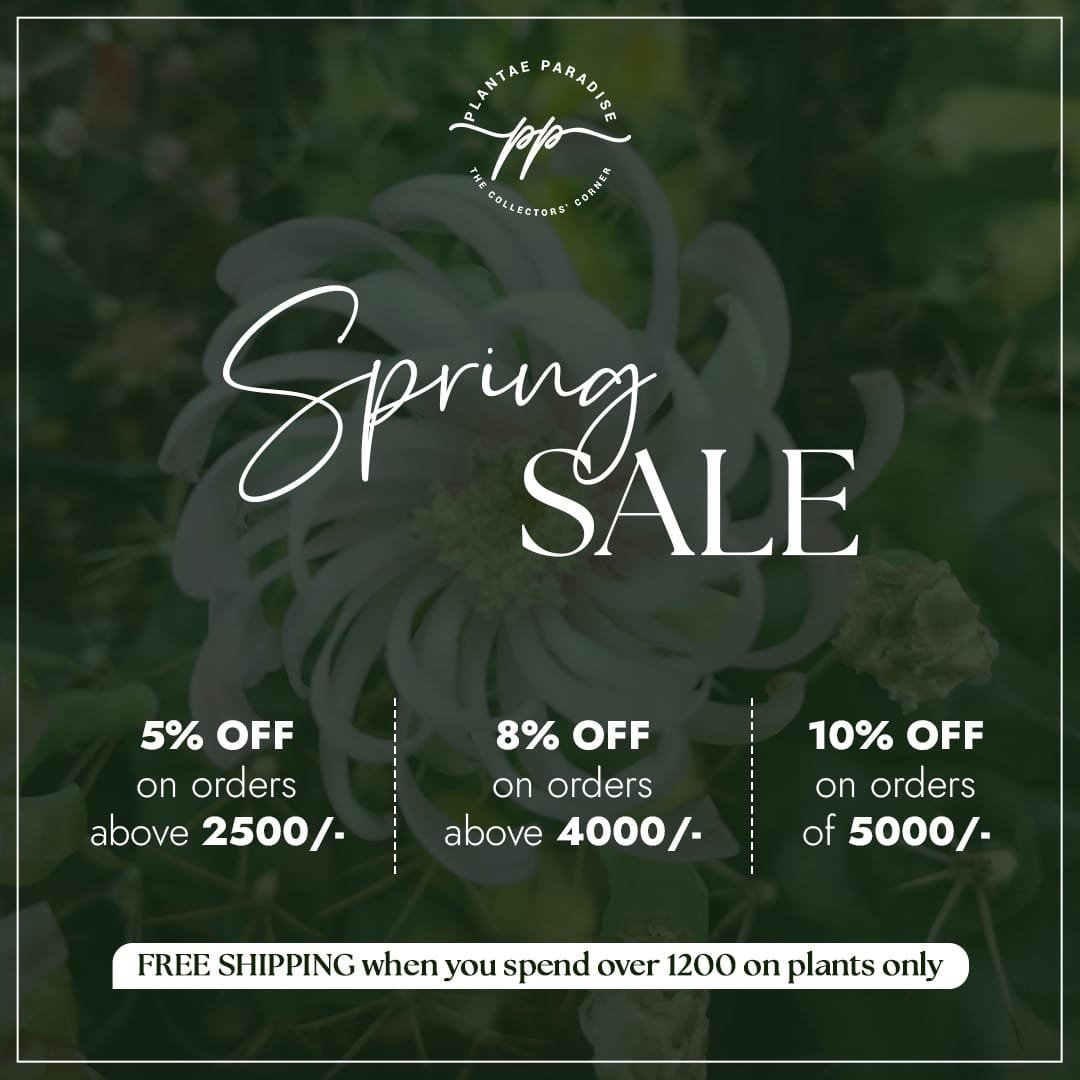 spring-sale
